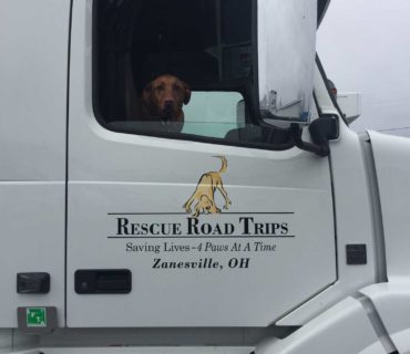 rescue road trips