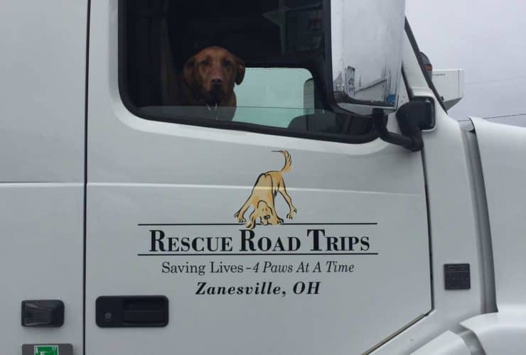 rescue road trips