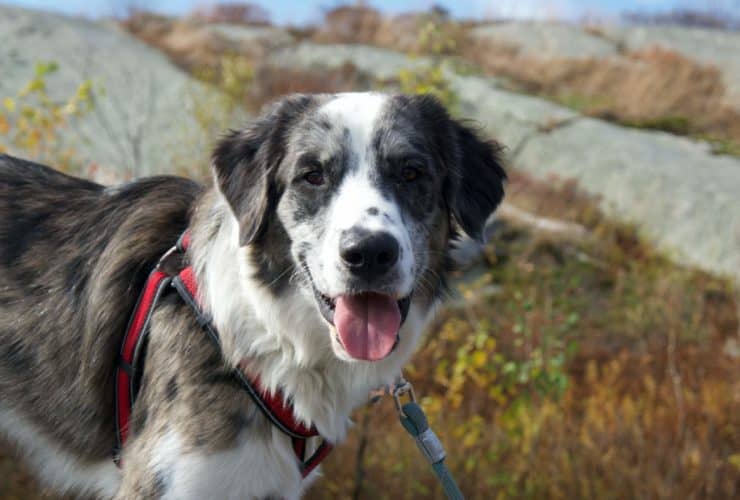 rescue road trips adopted dog tucker